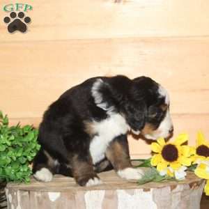 Woodpecker – F1, Bernedoodle Puppy